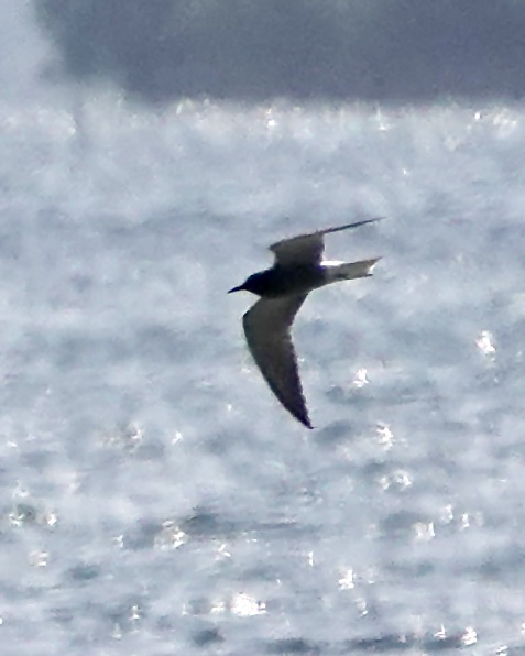 black tern